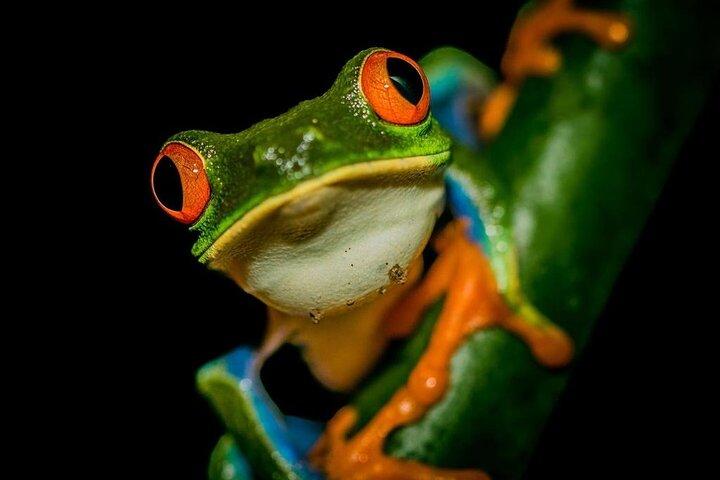 La Fortuna Night Tour - Privat