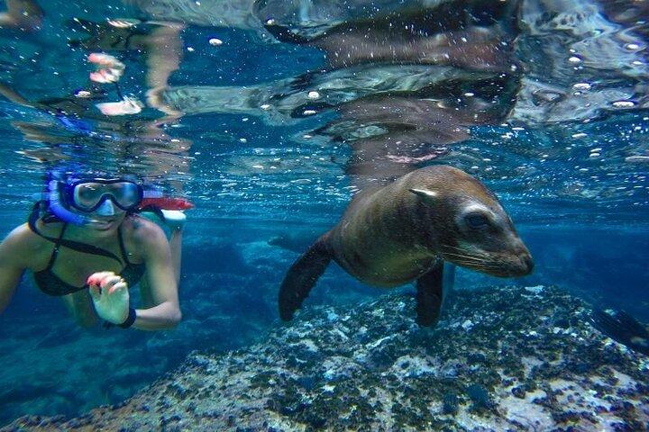 Cabo San Lucas Tour de barco e snorkel no Pelican Rock