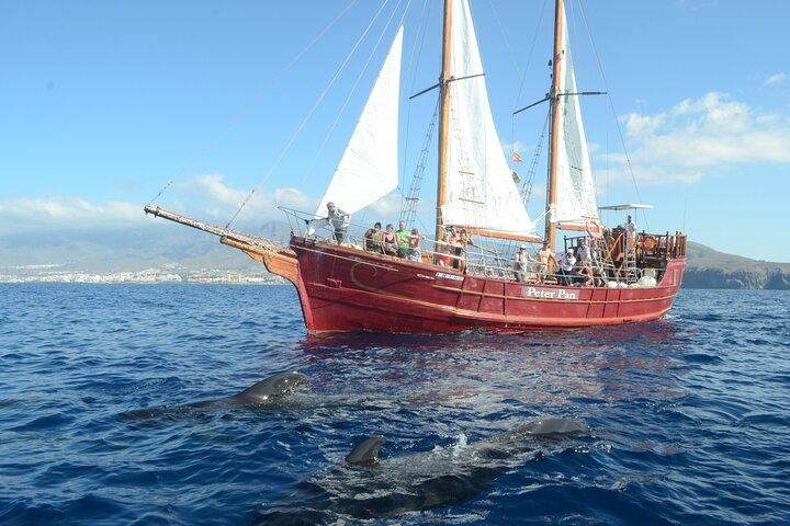 Sealife Dolphin & Whale Watching an Bord eines portugiesischen Schoners