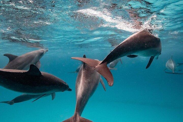 イルカツアー、ジョザニの森、プリズンアイランド、サラーム洞窟ツアー