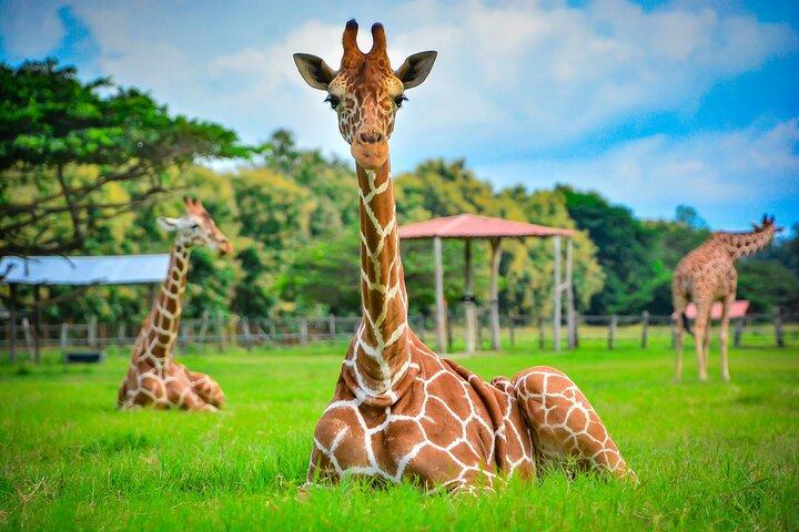 ポンデローザ・アドベンチャー・パークへの日帰りパス