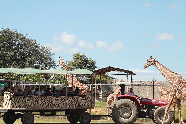 Dagpas voor Ponderosa Adventure Park