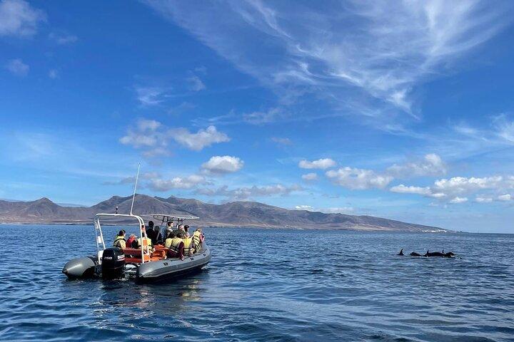 2-timers delfin- og hvalsafari + snorkling