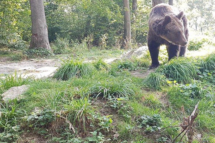 本物のドラキュラの要塞への道で野生のヒグマに会う