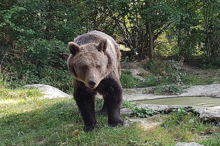 本物のドラキュラの要塞への道で野生のヒグマに会う