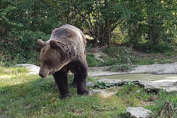 本物のドラキュラの要塞への道で野生のヒグマに会う
