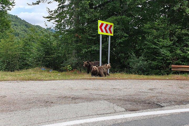 本物のドラキュラの要塞への道で野生のヒグマに会う