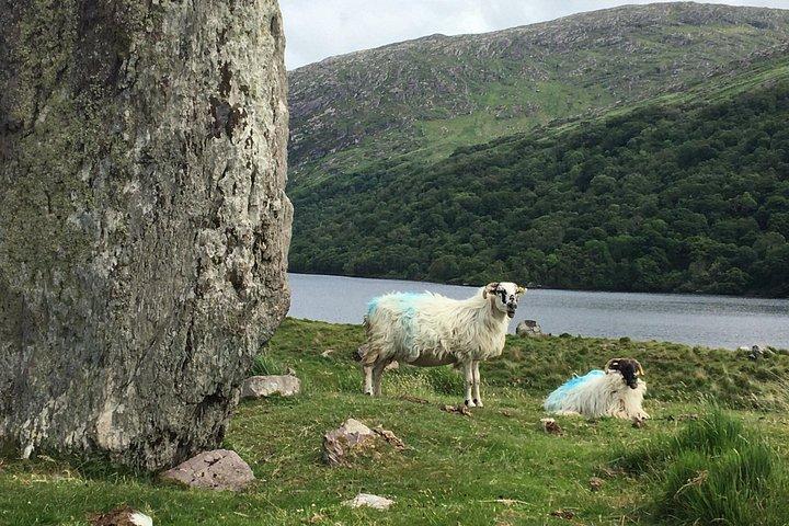 Private Tour of Beara Peninsula