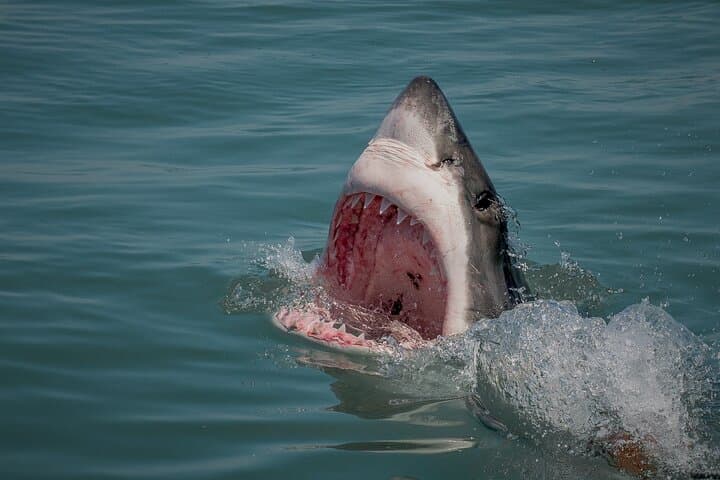 Shark Cage dive in Gansbaai see Bronze & Other, sometimes Great Whites