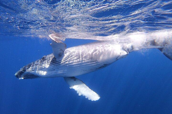 Swimming with Whales in Moorea