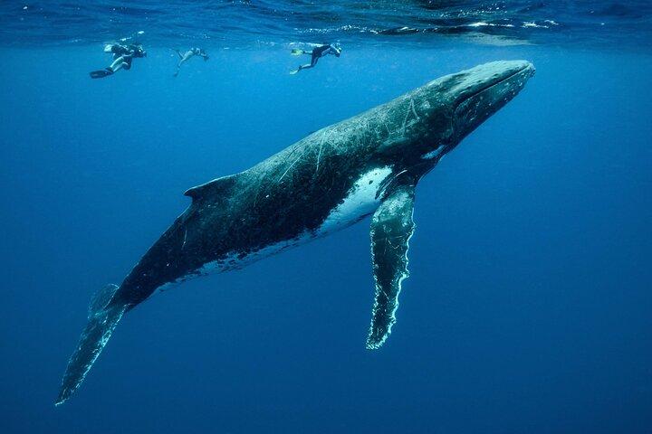 Swimming with Whales in Moorea