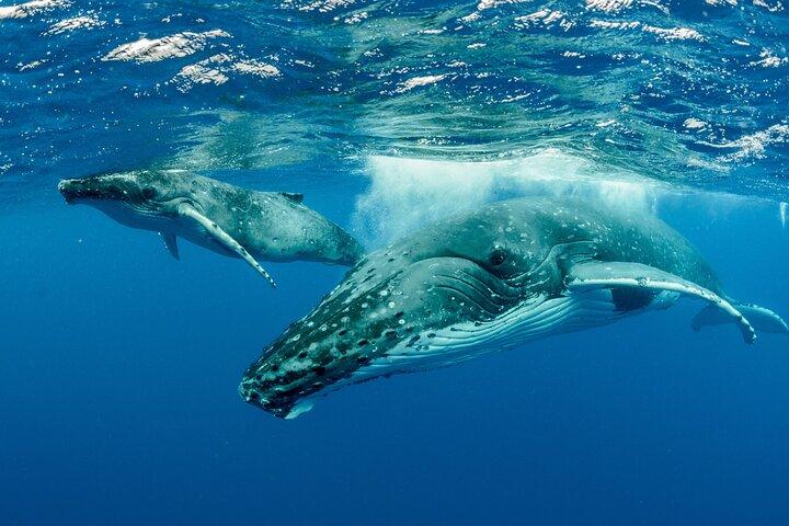 Natación con ballenas en Moorea