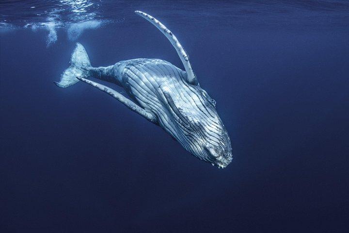 Swimming with Whales in Moorea