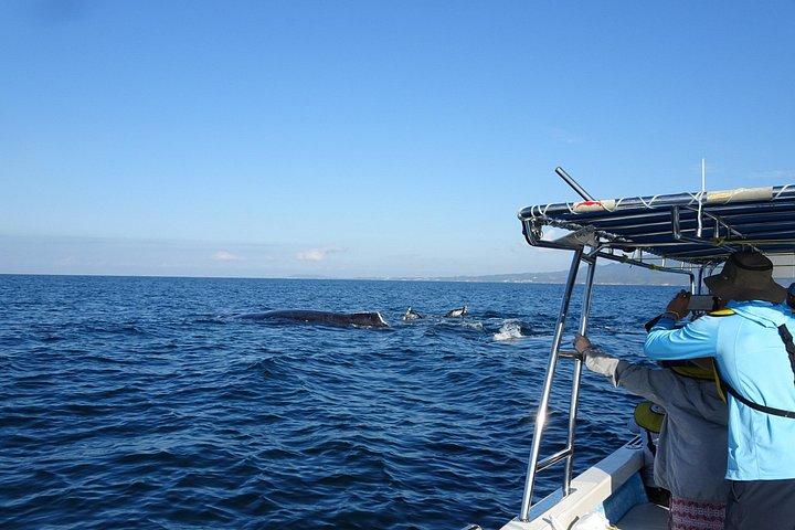 海洋生物学者とのホエールウォッチングアドベンチャー