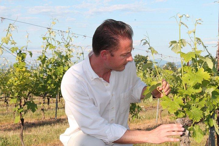 Private Full Day Wine Tour in Provence