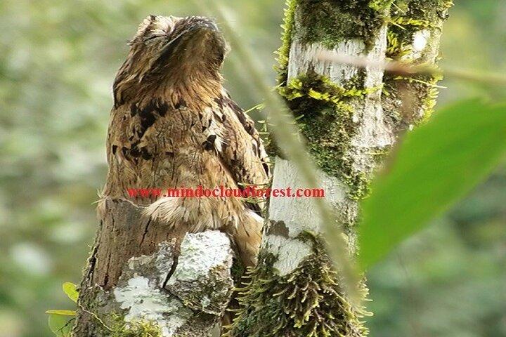 Ecuador Birds Tour-Mindo Cloud Forest - by Richard Hernandez