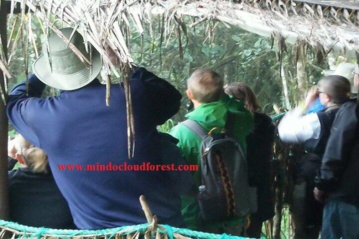 Ecuador Birds Tour-Mindo Cloud Forest - by Richard Hernandez