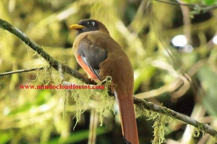 Ecuador Birds Tour-Mindo Cloud Forest - by Richard Hernandez