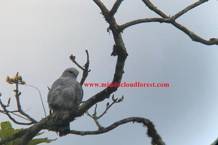 Ecuador Birds Tour-Mindo Cloud Forest - by Richard Hernandez