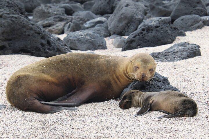 Day tour to San Cristobal Island with private Land Tour and snorkeling