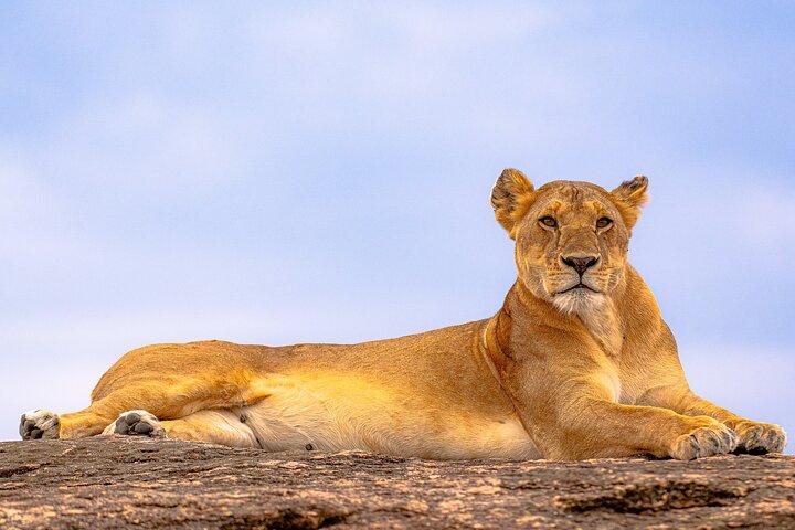 Esperienza privata di 3 giorni al Masai Mara