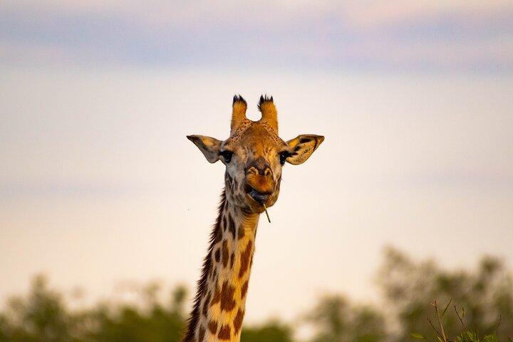 3 Tage Massai Mara Private Experience
