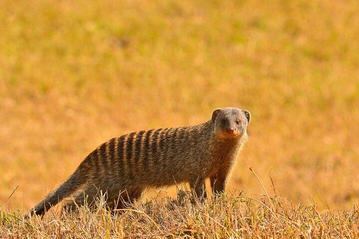3 Tage Massai Mara Private Experience