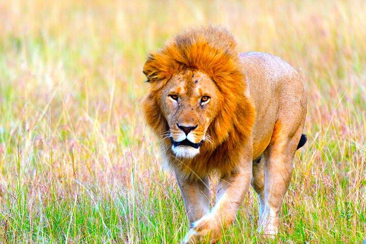 3 Tage Massai Mara Private Experience