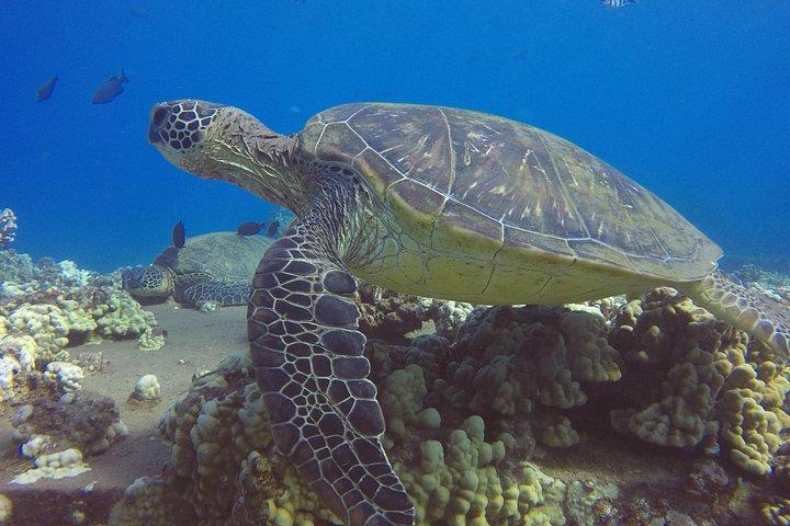 Scuba For Beginners No Experience Needed Swimming Ability A Must