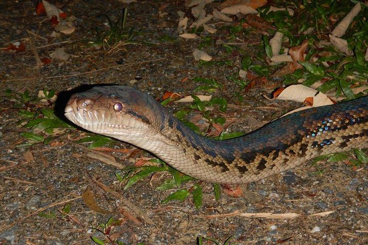 Passeggiata notturna guidata a Cape Tribulation