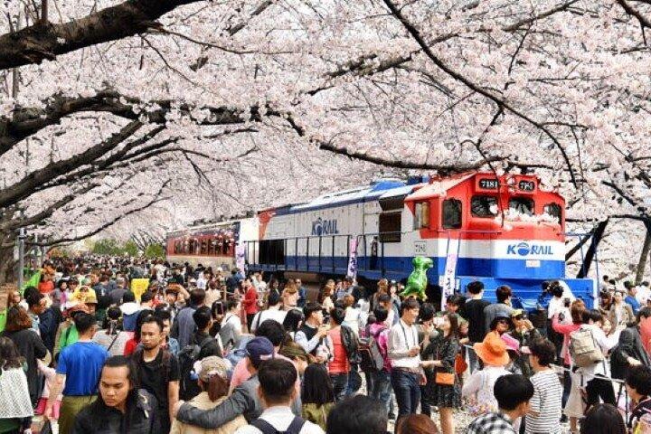 Hele dag Jinhae Cherry Blossom-festival Privétour