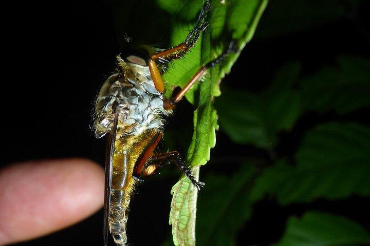 Passeggiata notturna guidata a Cape Tribulation