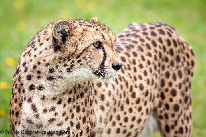 Wild Cat Experience Tour