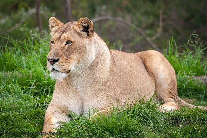 Wild Cat Experience Tour