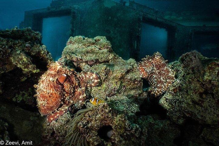 Introduktion Diving on Coral Reef med privat instruktør (25 min)
