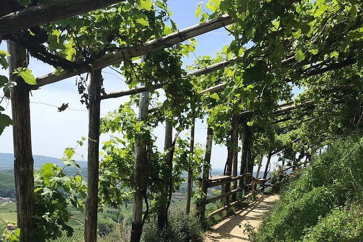 Privat heldags Prosecco-vintur fra Venedig
