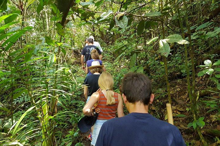 Howler Monkey Experience : 自然、フィランディア、地元の味