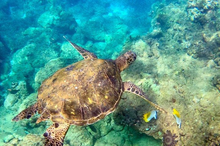 Snorkeling per non nuotatori con foto Tour guidato Wailea Beach