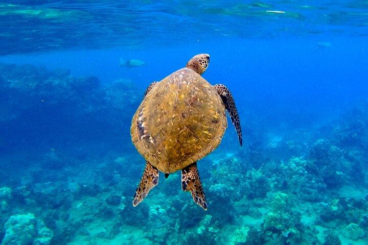 泳げない人のための写真付きシュノーケリングガイドツアーワイレアビーチ