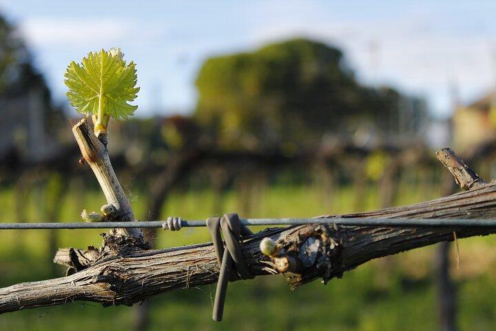 Dégustation Sélection de 4 vins à Montefalco