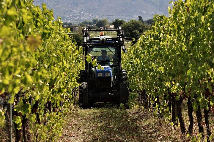 Tasting Selection of 4 wines in Montefalco