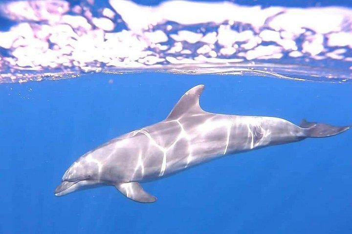 ロス・クリスティアノス発イルカとカメの観察カヤックサファリ