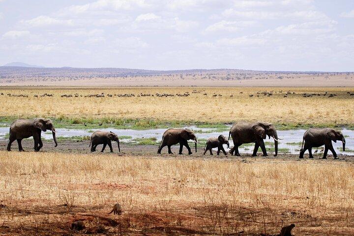 5-dages Tarangire-Serengeti-Ngorongoro Safari