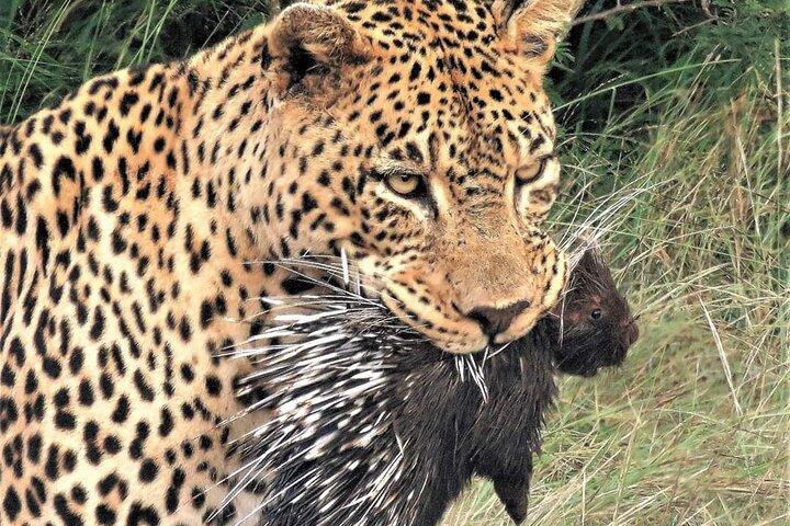 Eksklusiv safari i Afrikas fineste dyrelivsområder. 5 dage Tanzania