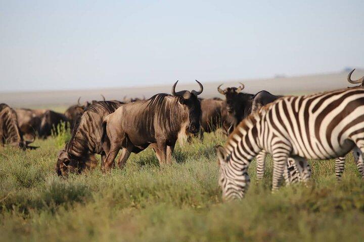 Eksklusiv safari i Afrikas fineste dyrelivsområder. 5 dage Tanzania