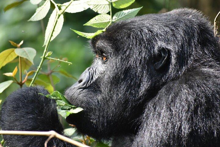 5 Days Gorillas & Chimpanzee Trekking Safari in Uganda