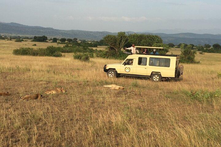 5 dias de gorilas e chimpanzés trekking safari em Uganda