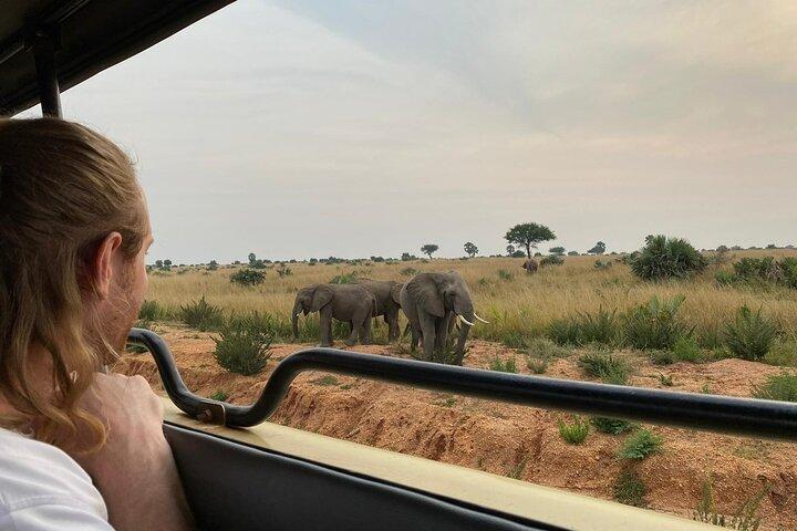 5 Days Gorillas & Chimpanzee Trekking Safari in Uganda
