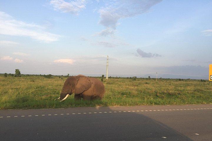 5 Days Gorillas & Chimpanzee Trekking Safari in Uganda