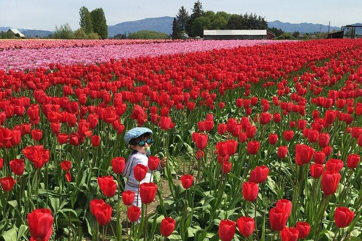 Festival des tulipes dans la vallée de Skagit au départ de Seattle